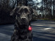 Фонарь для собак Orbiloc Dog Dual Signal Colours, зеленый в Твери